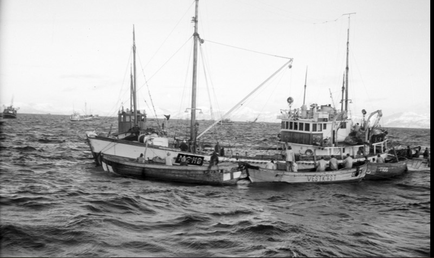 Snurpebåten «Langnes», med registermerke M-2-HØ (Møre og Romsdal -2- Herøy), og hjelparen «Vestkyst», med registermerke R-26-HM (Rogaland-26-Hjelmeland) i arbeid med eit sildesteng (1:4).