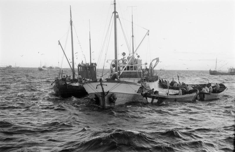 Snurpebåten «Langnes», med registermerke M-2-HØ (Møre og Romsdal -2- Herøy), og hjelparen «Vestkyst», med registermerke R-26-HM (Rogaland-26-Hjelmeland) i arbeid med eit sildesteng (3:4).