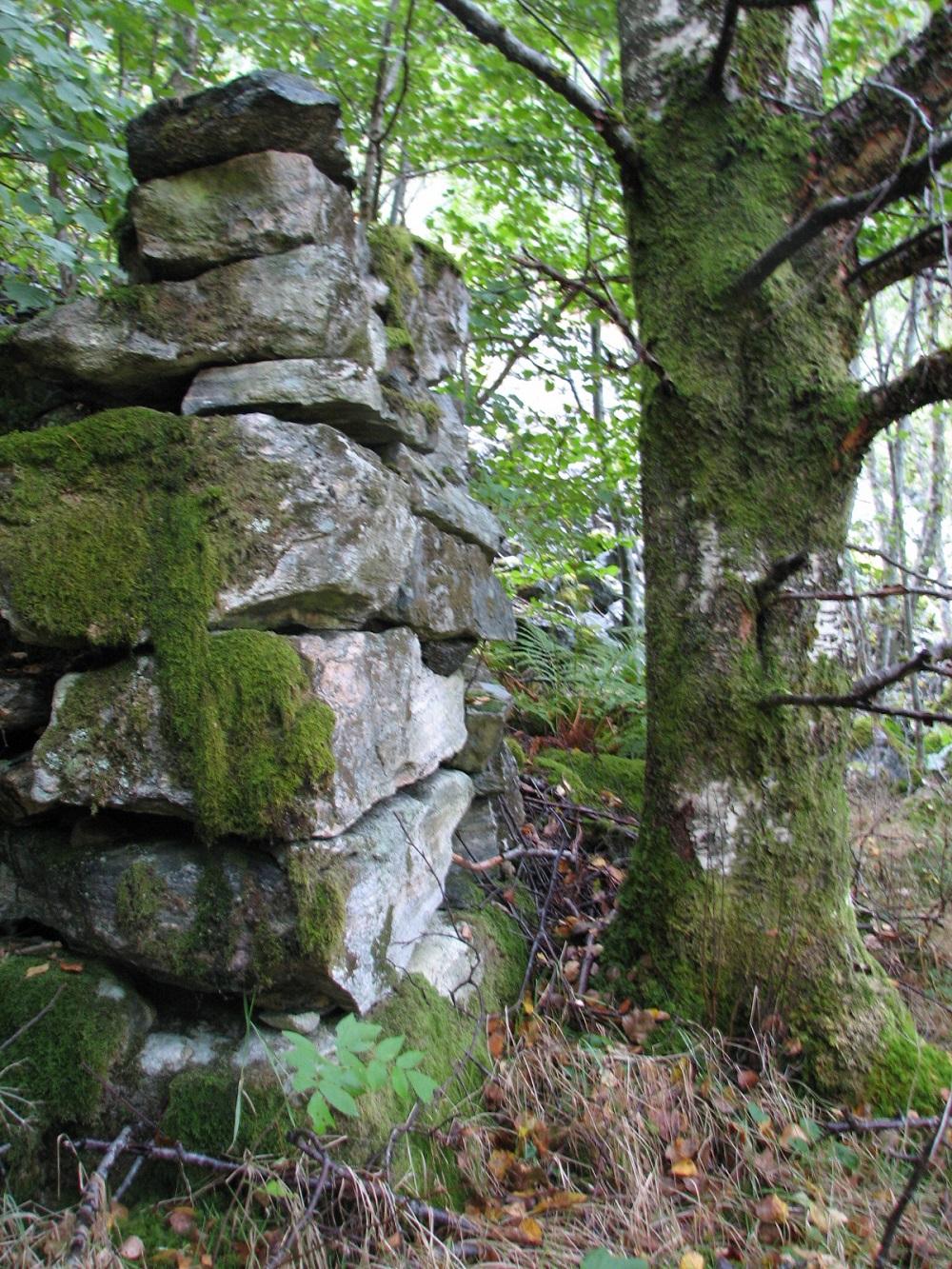 Spor etter eitt av husa i Sutarvika. Det har ikkje budd folk i Sutarvika etter Johannes Gullaksen Klævold og huslyden hans budde der.




